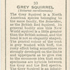 Grey Squirrel.