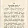 Sand Lizard.