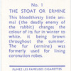 The Stoat or Ermine.