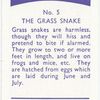 The Grass Snake.