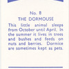 The Dormouse.