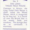 The Long-tailed Field Mouse.