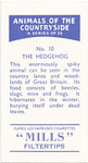 The Hedgehog.