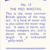 The Pied Wagtail.