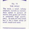 The Mole.