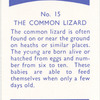 The Common Lizard.
