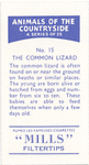The Common Lizard.