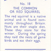 The Common or Red Squirrel.