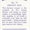 Harvest Mice.