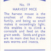 Harvest Mice.