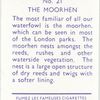The Moorhen.