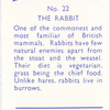 The Rabbit.
