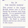 The Water Shrew.