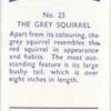 The Grey Squirrel.