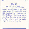The Grey Squirrel.