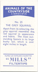 The Grey Squirrel.