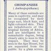 Chimpanzee.