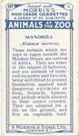 Mandrill.