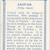Jaguar.