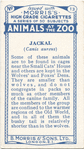 Jackal.