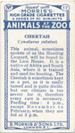 Cheetah.