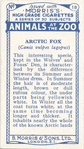 Arctic Fox.