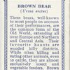 Brown Bear.
