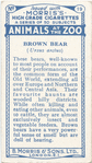 Brown Bear.