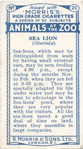 California Sea-lion.