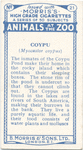 Coypu.