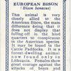 European Bison.