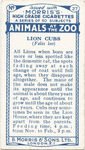 Lion cubs.