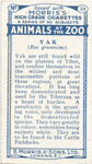 Yak.