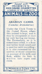 Arabian Camel.