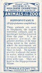 Hippopotamus.