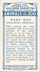 Wart Hog.