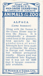 Alpaca.