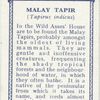 Malay Tapir.