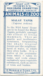 Malay Tapir.