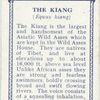 The Kiang.