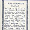 Land Tortoise.