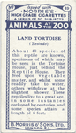 Land Tortoise.
