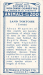 Land Tortoise.