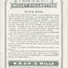 Black Bear.
