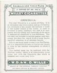 Chinchilla.
