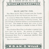 Blue Fox.
