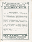 Blue Fox.