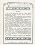 Wolf.