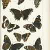 Butterflies in color. - Nymphalidae (Nymphalinae)