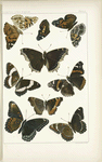 Butterflies in color. - Nymphalidae (Nymphalinae)